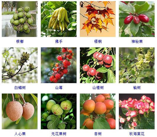 花卉知识|什么是木本植物？常见的木本植物都有哪些？