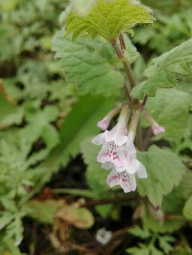 花界大侦探之养花有“药”用