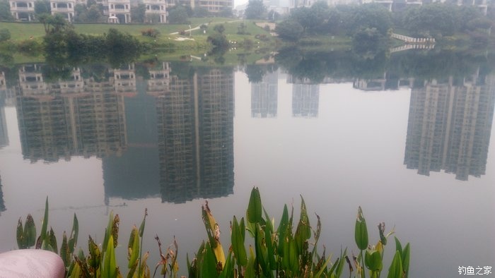 锦鲤迎春鱼跃龙门,锦鲤观赏鱼鸿运当头