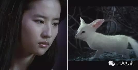 疯狂动物城为白熊戴项圈,疯狂动物城狐狸黄金