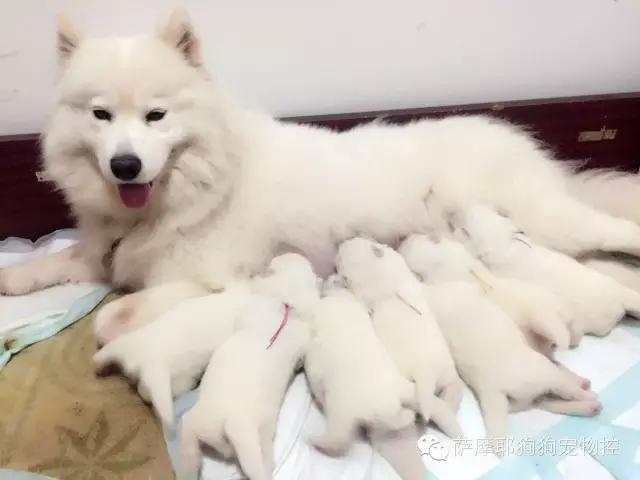 萨摩耶老婆生宝宝了怎么照顾,萨摩耶妈妈和萨摩宝宝