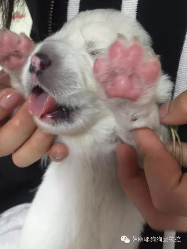 萨摩耶老婆生宝宝了怎么照顾,萨摩耶妈妈和萨摩宝宝