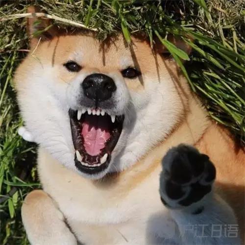 为什么柴犬掉毛那么厉害,为什么柴犬溜不动