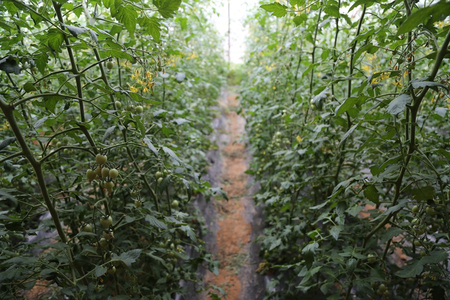 聚焦陕西蓝田泄湖镇,蓝田县洩湖镇发展规划