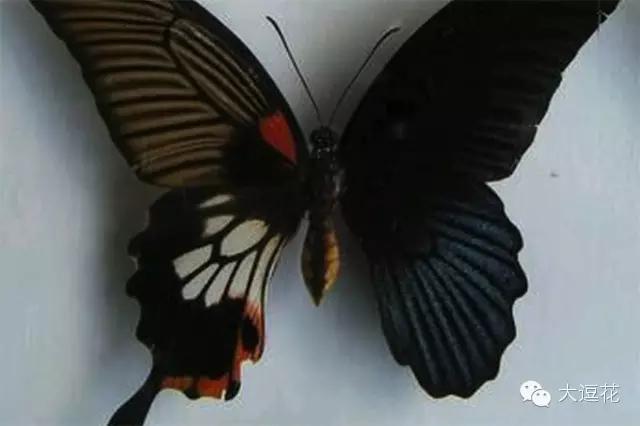 世界上最美的八大蝴蝶之一蓝闪蝶,世界上最美的蝴蝶前十名