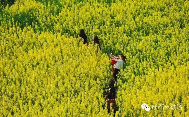 2022成都周边赏花,成都周边游赏花最佳景点