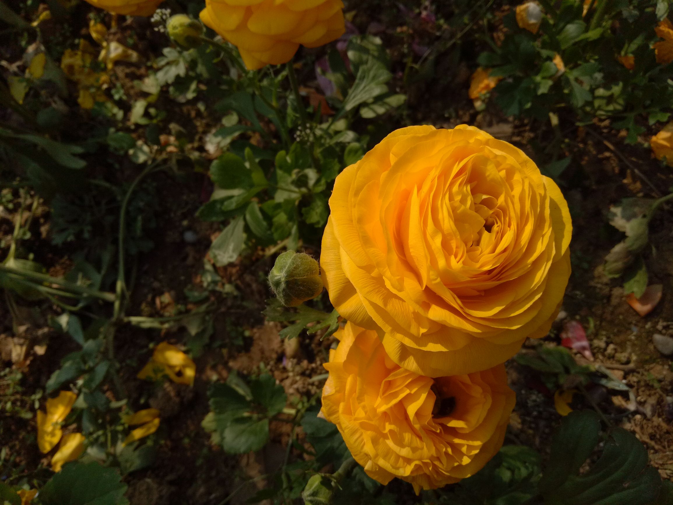 oppor9评测,oppor9性能简介