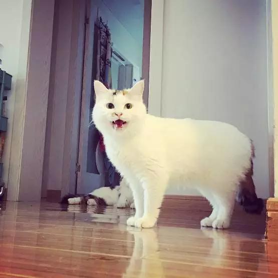 上海嘉定哪里有免费领养狗,瑶海区附近最近的宠物领养