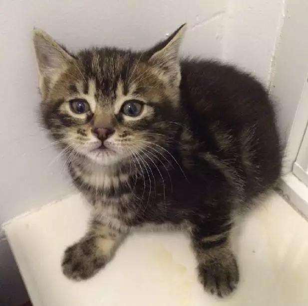 2022上海宠物领养中心官网,上海宠物领养日申请领养概率