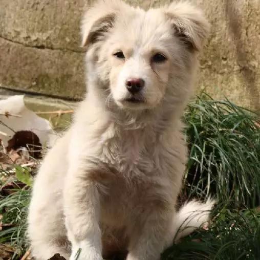 上海嘉定哪里有免费领养狗,瑶海区附近最近的宠物领养