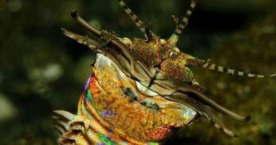 鱼缸里发现一只细长的白色蠕虫 (在鱼缸里发现了小小的扁平的虫子)