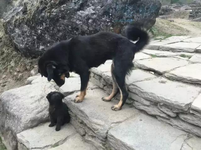 尼泊尔漫游日记(Day2),记录一个真实隐秘的山南朝朝圣地