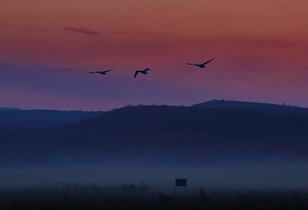 白石水库看天鹅最佳位置导航,白石水库看天鹅2020