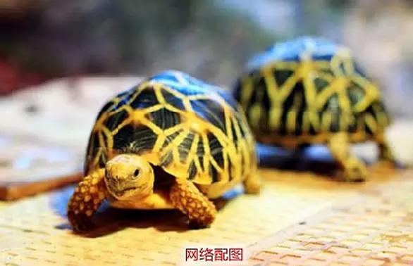 奇葩刑事案例有哪些,奇葩刑事案例大全