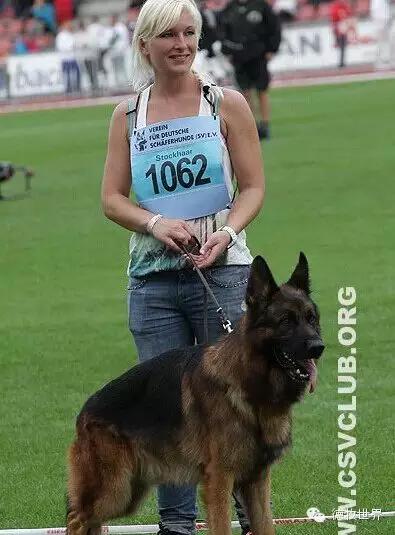 原创|德牧名犬：超越一切，无需说明欧门