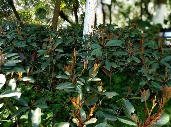 酷派锋尚maxa8-930,中华酷联怎么被淘汰的