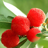 产妇吃水果需要注意什么,孕妈妈吃水果什么时间段吃比较好