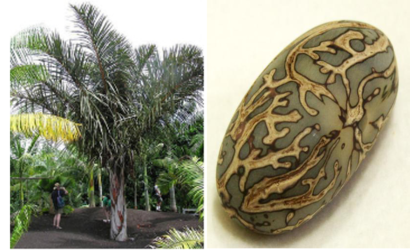 菩提子是菩提树的果实,正宗菩提树菩提子原籽