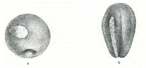 饶毅华大基因,饶毅和饶兵