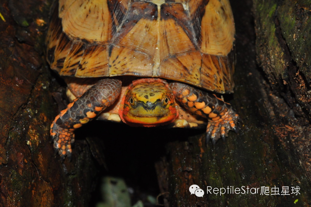 流水账解说dota,流水账跟台账优缺点