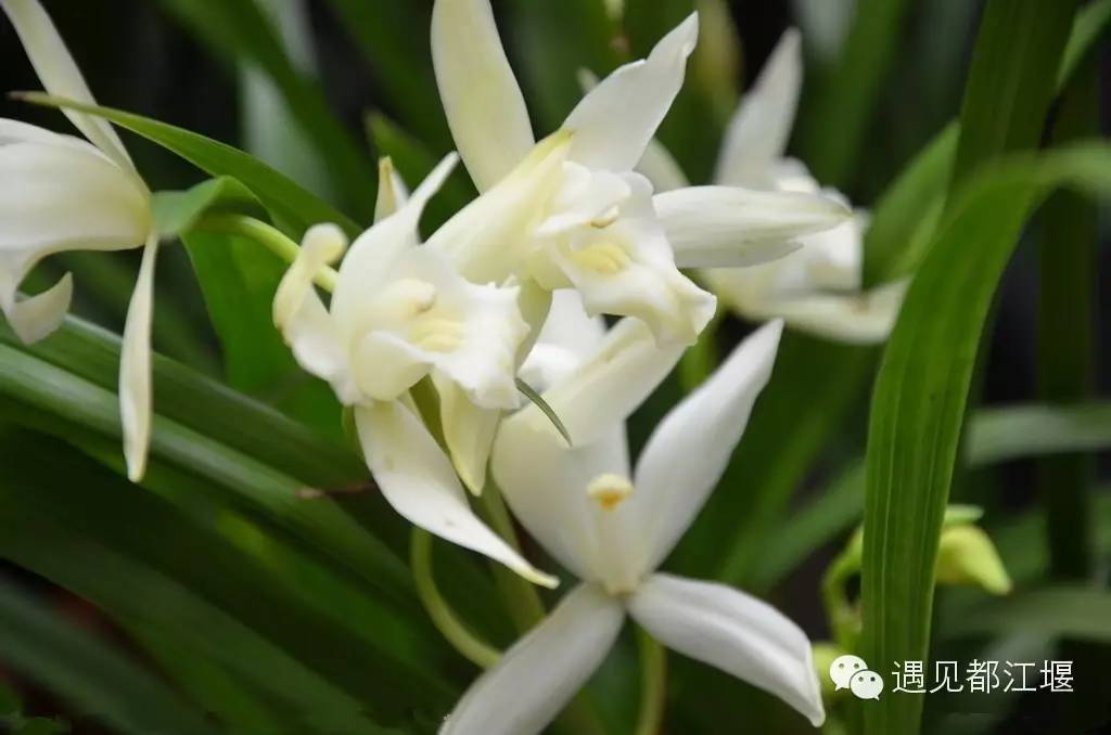 走去新丰骑车赏红枫泡温泉品美食,走温江田园去观赏美好生活