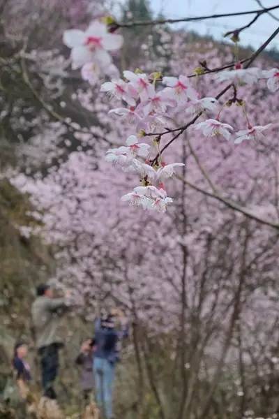 畅游通山,*光春**烂漫映北山一季樱花梦里来
