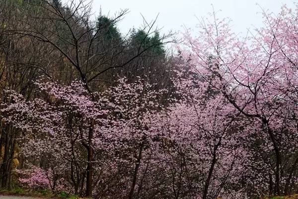 畅游通山,*光春**烂漫映北山一季樱花梦里来