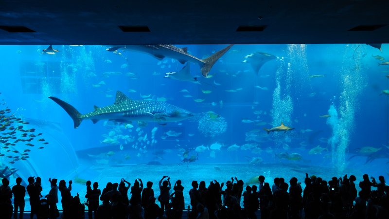 奥林巴斯相机镜头参数,奥林巴斯penf实拍样张