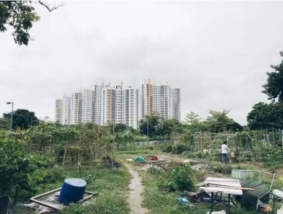 “1/7农”：如果每周只能下地一天，那就试试“懒人务农法”吧