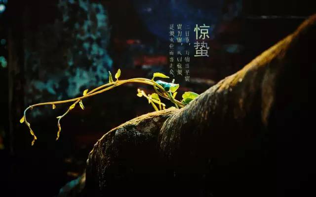 今日惊蛰节气,今日惊蛰的习俗和讲究