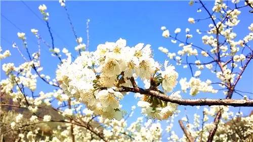 春暖花开：猴年春灿烂，樱桃花争艳，君若假日闲，关河金坪岸！