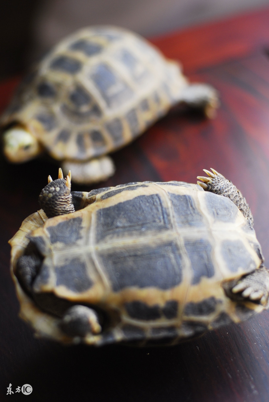 养龟养鱼养心,养龟也养心