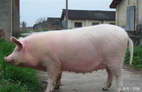 初生母猪难产怎么办,初产母猪难产掏不出来剩一头咋办