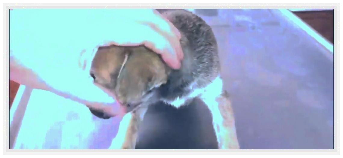 土狗被人虐待,土狗被虐待暴打街头