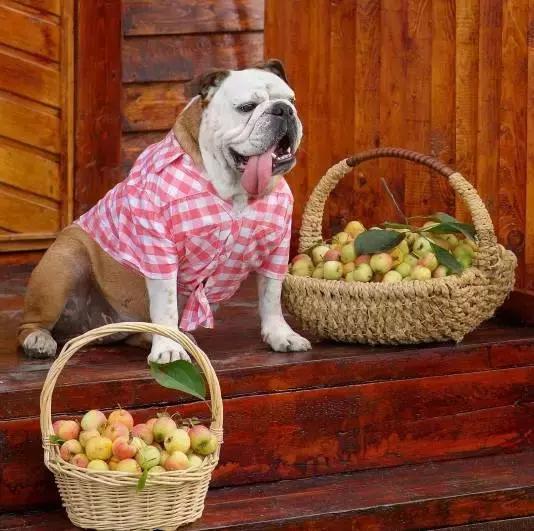 英牛怎么分辨品质,英牛是怎么培育出来的