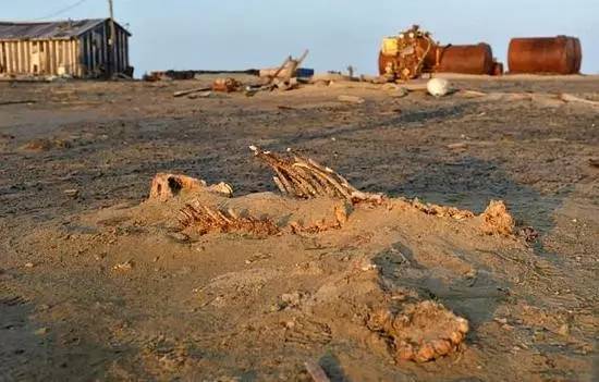 西伯利亚发现完整巨熊尸体,俄罗斯发现海豹尸体