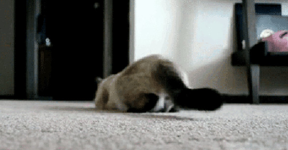 主人给狗子吃辣椒,主人给狗狗吃泡面