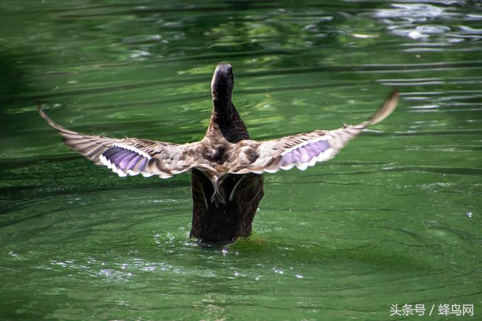 腾龙变焦镜头18-4,腾龙新18-400mm大变焦镜头