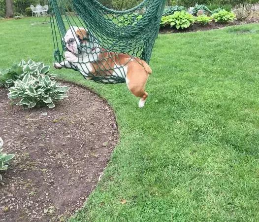 英牛怎么分辨品质,英牛是怎么培育出来的