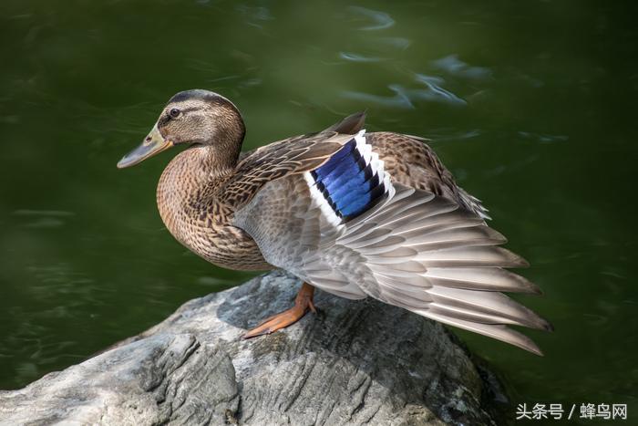 腾龙2.8恒定变焦镜头,腾龙24-70mm3.5手动镜头