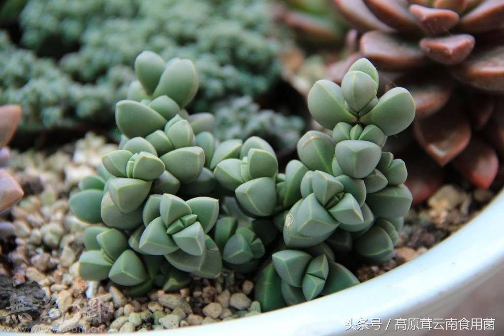 常见的番杏科多肉种植品种8枚，喜欢的话就收藏吧！