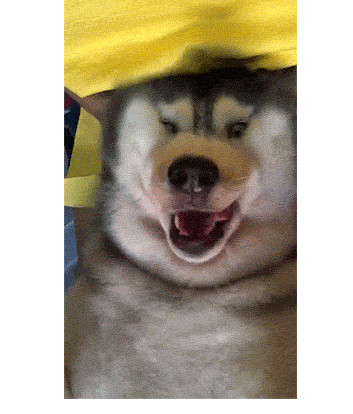 主人给狗子吃辣椒,主人给狗狗吃泡面