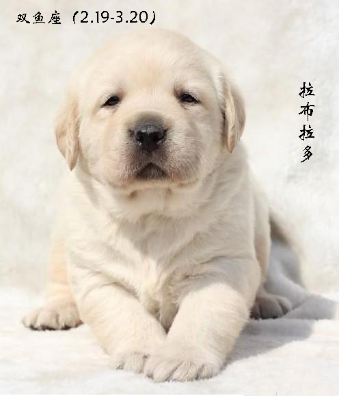 各星座对应的狗,各个星座代表的狗狗