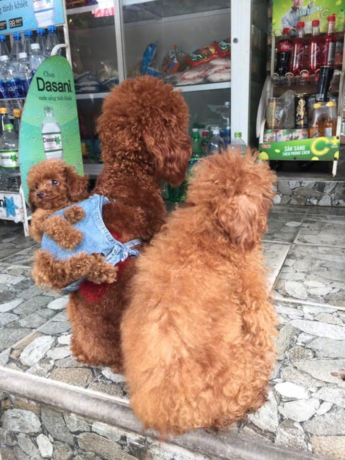 狗自己背的户外小背包,狗主人背包