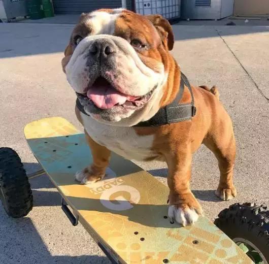 英牛的特征是什么,英牛智商高吗值得买吗