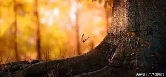 处暑养生吃鸭和鹅的功效一样吗,处暑节气的传统习俗及养生攻略