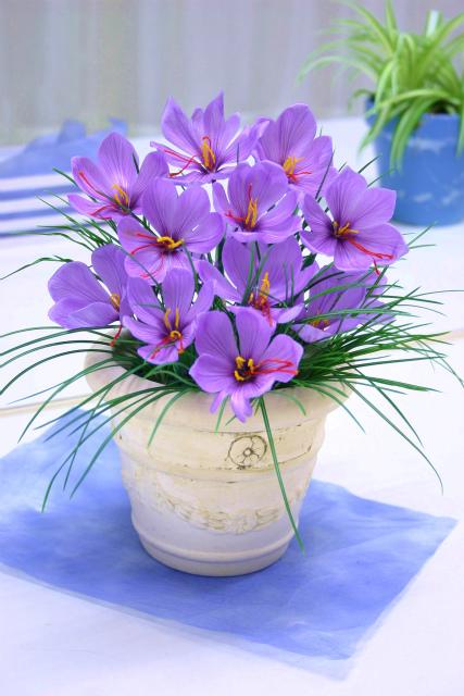 女人的花漂亮又高贵,藏红花被誉为女性之花