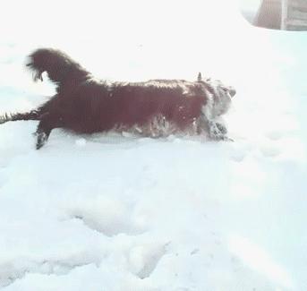 二哈最近的生活,二哈的那些事