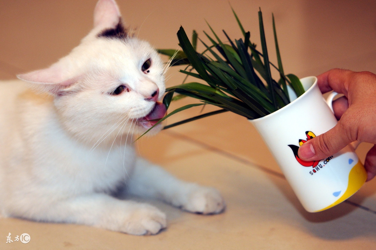 猫咪呕吐白色黏液是怎么回事,猫咪呕吐的原因及处理方法