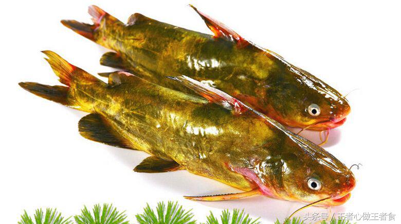 被野生黄刺鱼扎出血了有事吗,身上有刺扎到特别疼的鱼